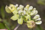 Largeflower milkweed